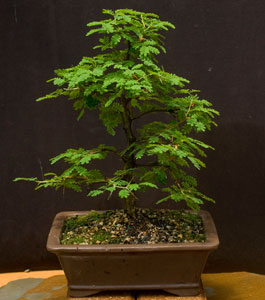 semi-hardy bonsai image