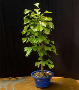 ginko bonsai image