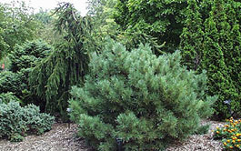garden conifers image